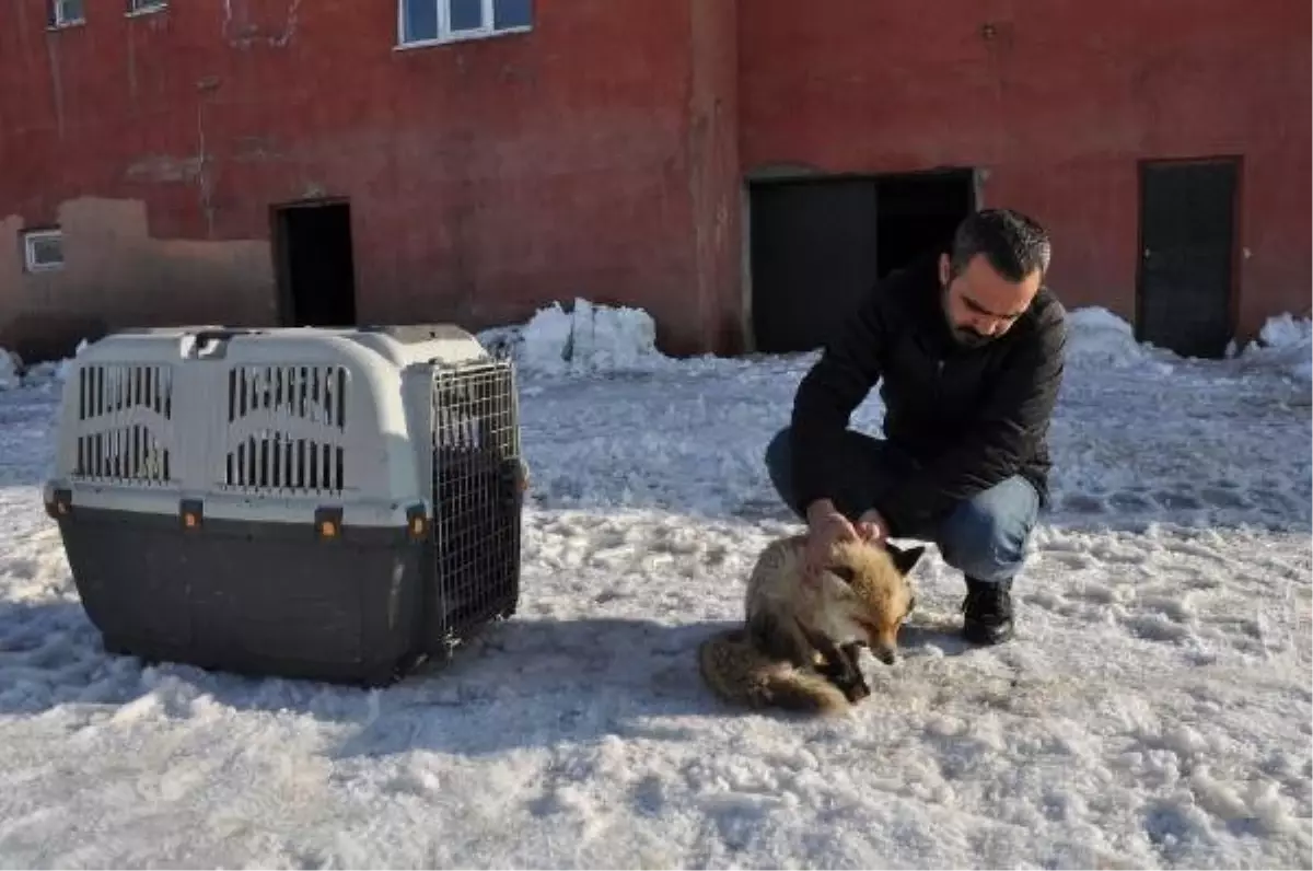 Köpeklerin Yaraladığı Yavru Tilkiye Tedavi