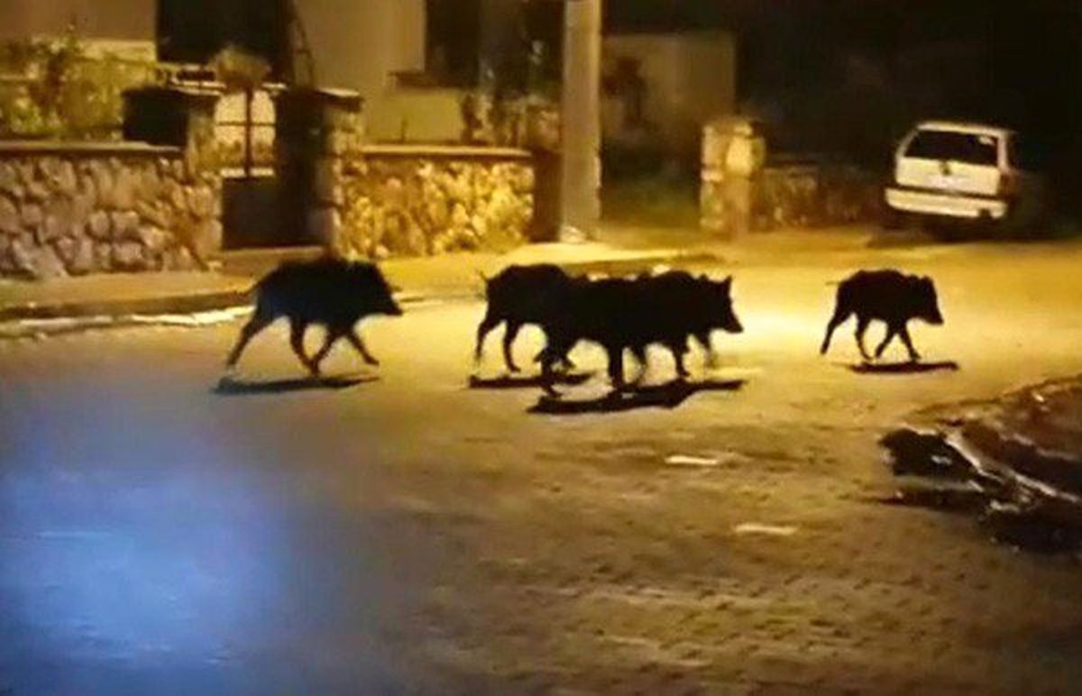 Milas\'ta Aç Kalan Domuzlar Şehre İndi