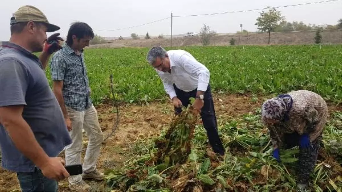 Nişasta Bazlı Şeker Kotasının Düşmesi, Pancar Üreticilerini Sevindirdi