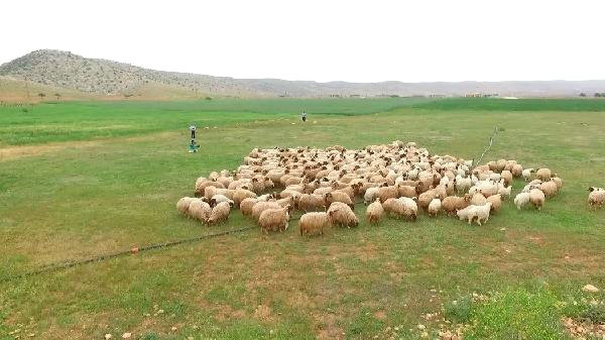 Şanlıurfa\'da Koyun ve Kuzular Buluştu