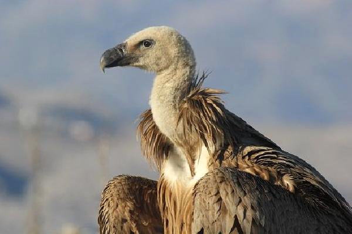 Şanlıurfa\'da Tedavi Edilen Kızıl Akbaba Doğaya Salındı