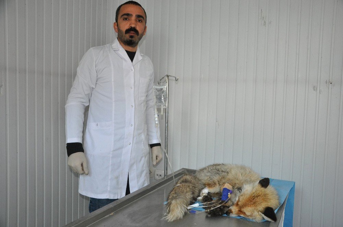 Şehir Merkezine İnen Tilki, Köpeklerin Saldırısına Uğradı