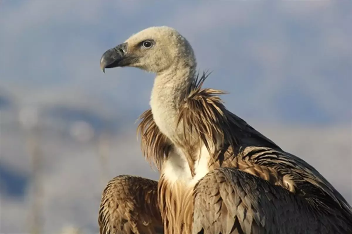 Tedavisi Tamamlanan Akbaba Doğaya Salındı