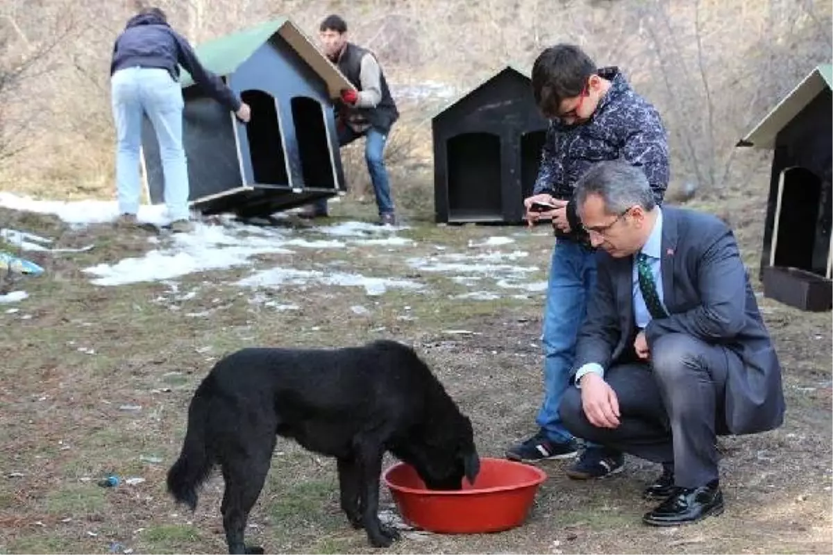 Tosya\'da Sokak Hayvanları İçin Kulübe