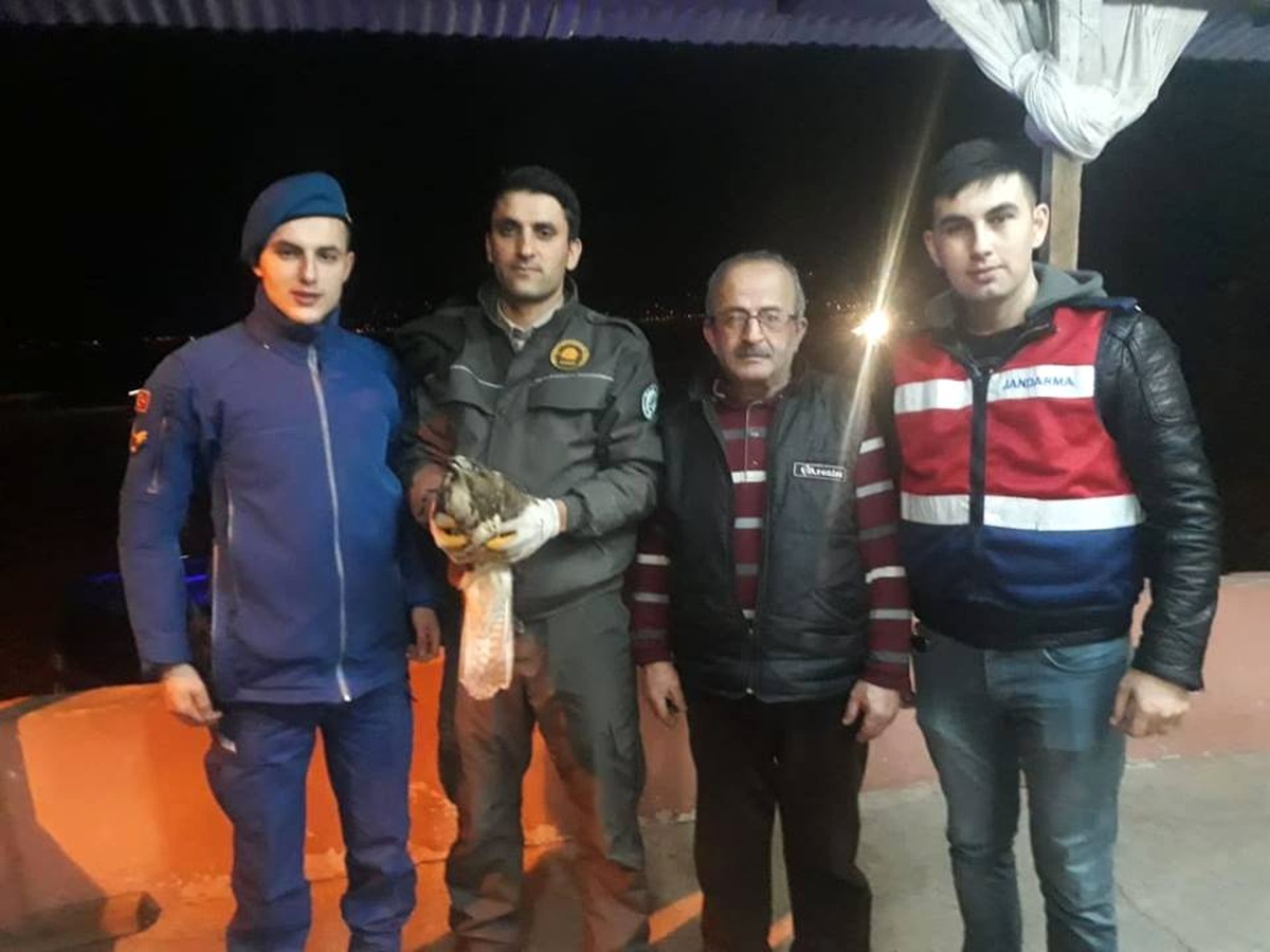 Yaralı Kızıl Şahine Jandarma Şefkati