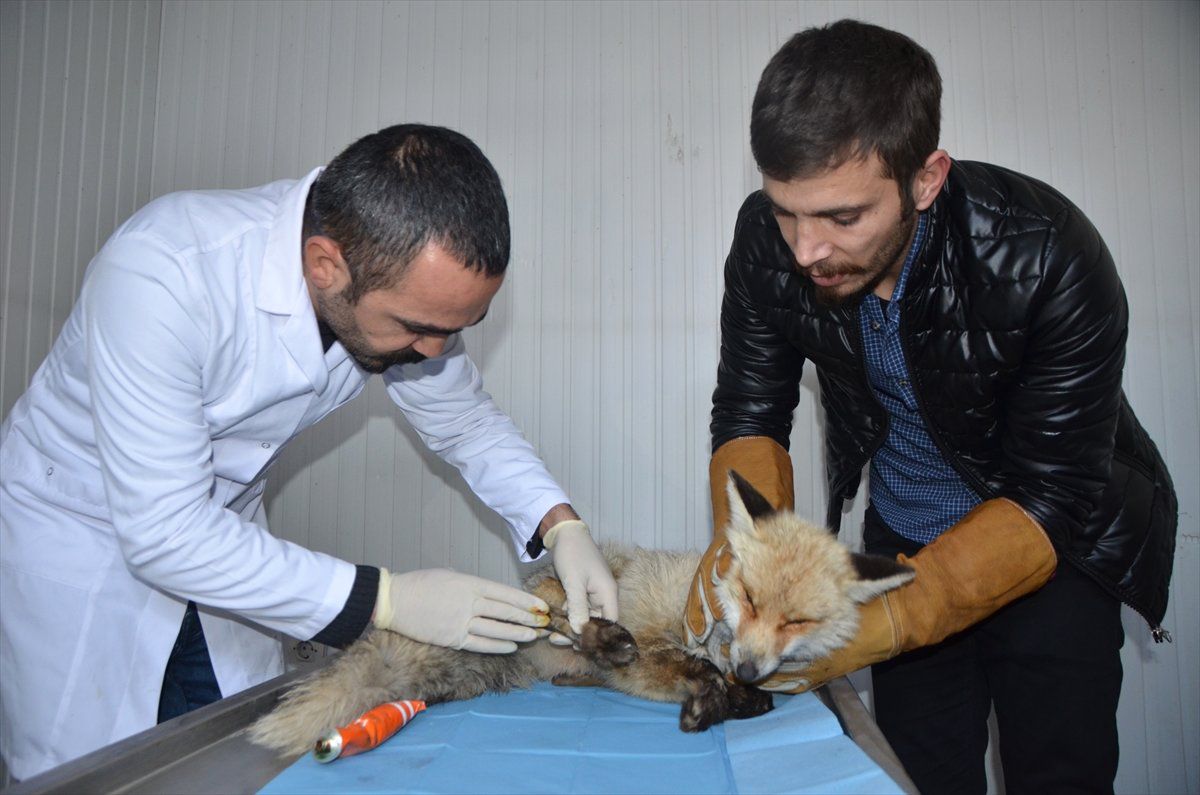 Yaralı Tilki Yavrusu Tedaviye Alındı
