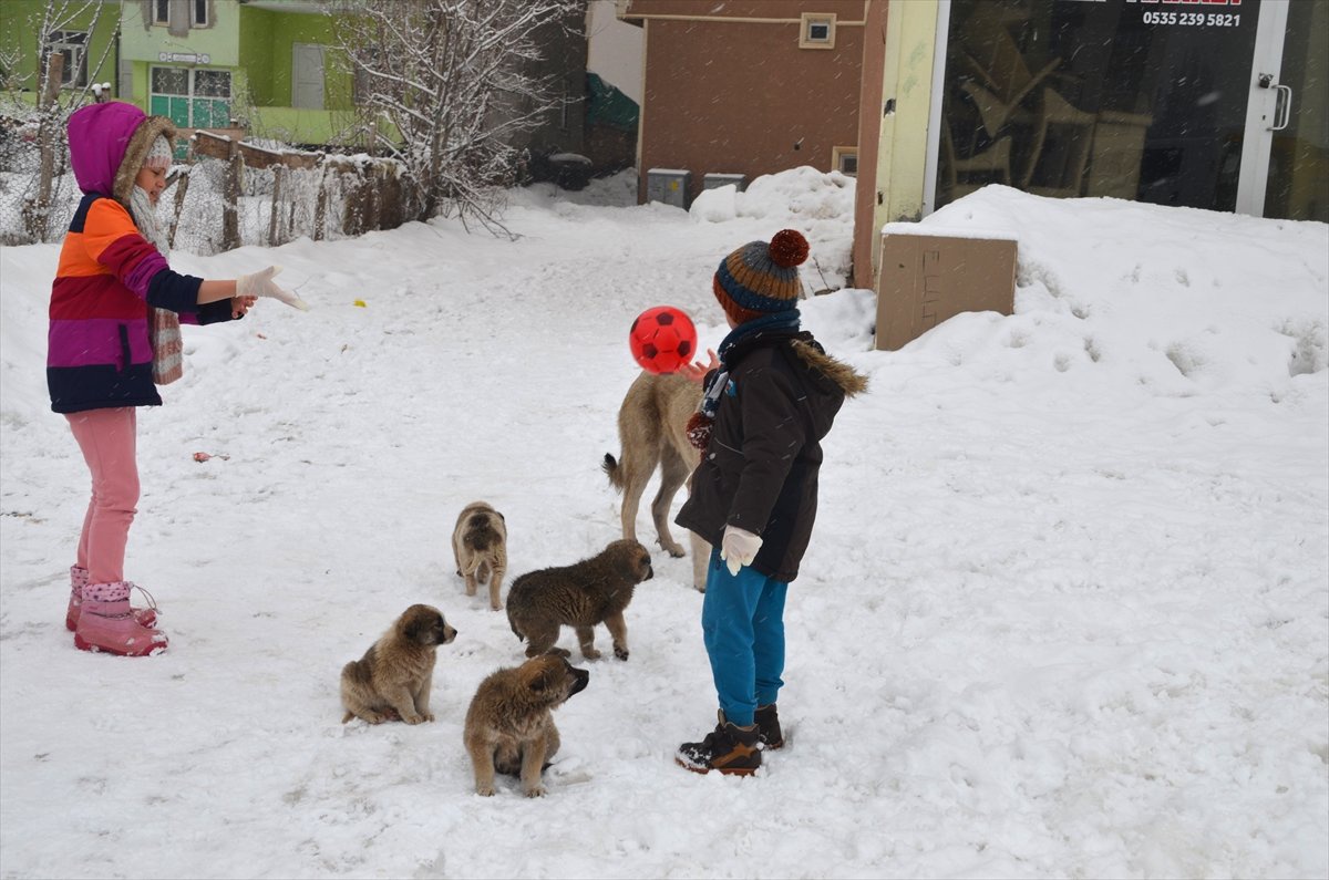 Sokakta Bulduğu Köpek Yavrularına Sahip Çıktı