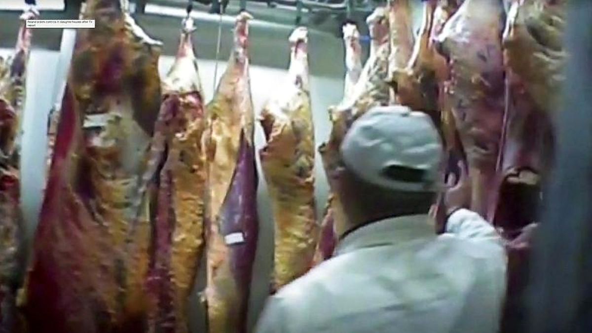 Video: Avrupa\'da Et Skandalı: Gizli Görüntülerde Hasta Hayvanların Kesilerek Satıldığı Ortaya Çıktı