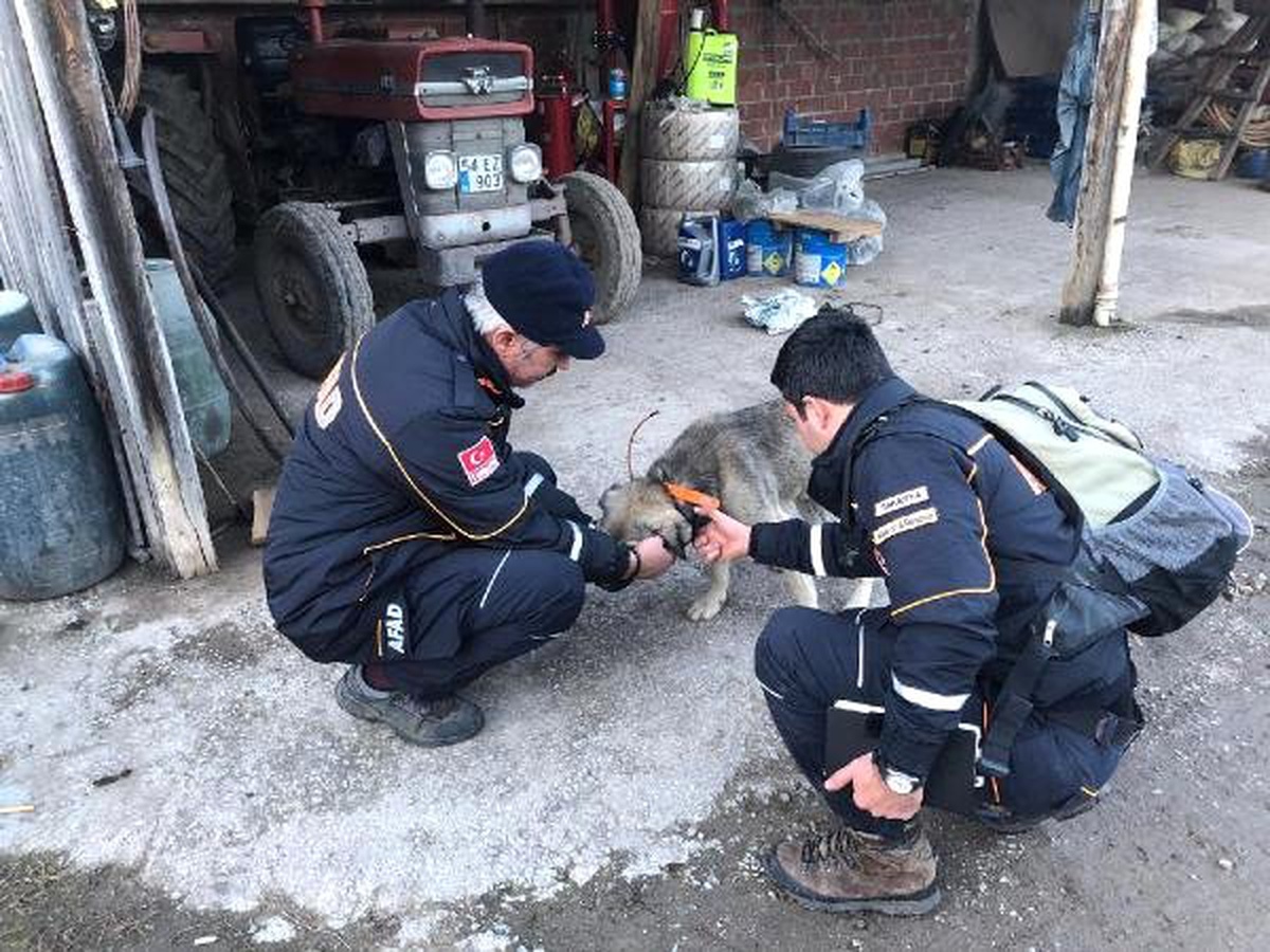41 Gündür Kayıp Yaşlı Adamı Bulduğu Sanılan Köpeğine Gps Takıldı