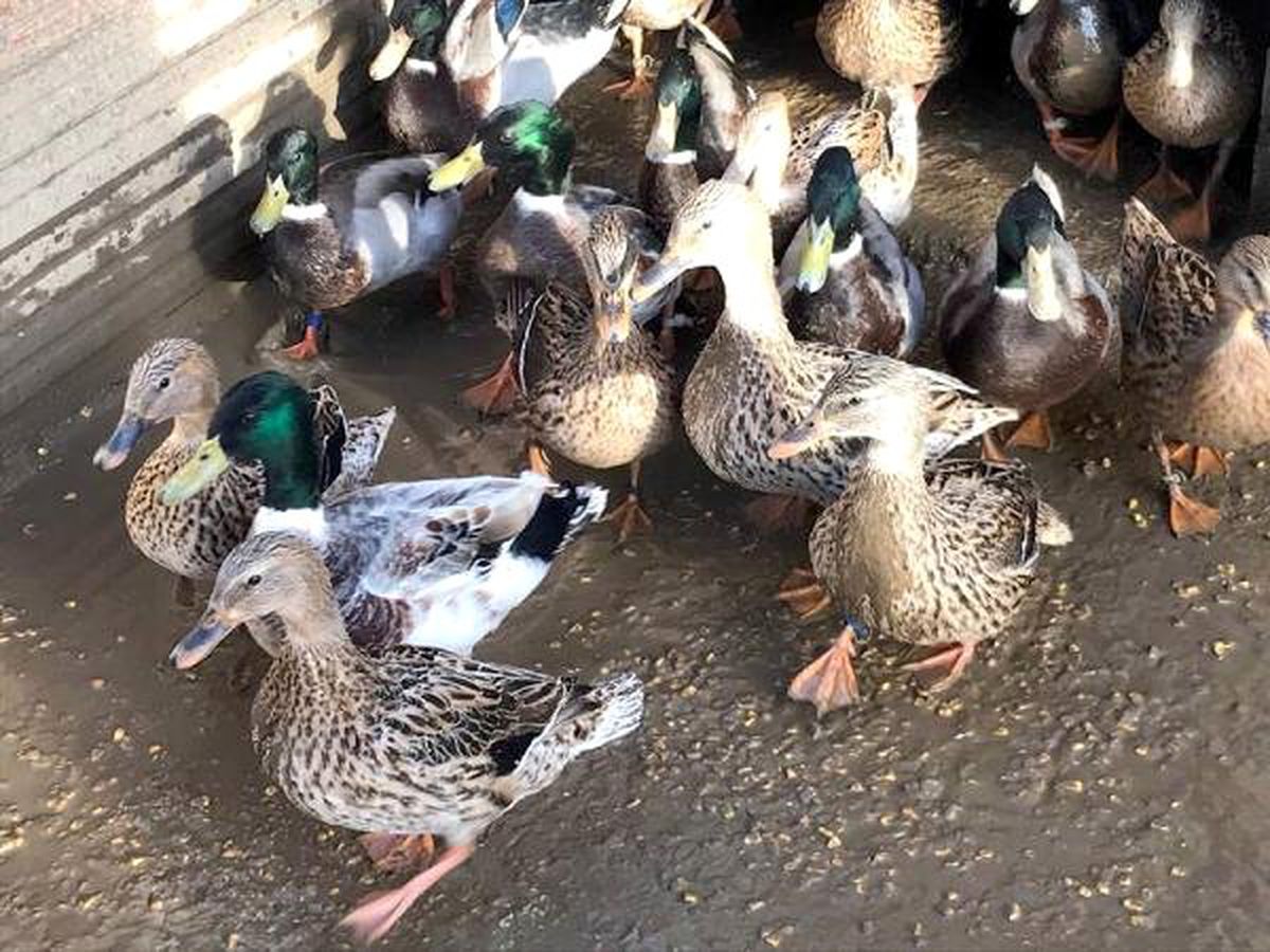 Avcıların \'Mühre\' Olarak Kullandığı Ördeklere El Kondu