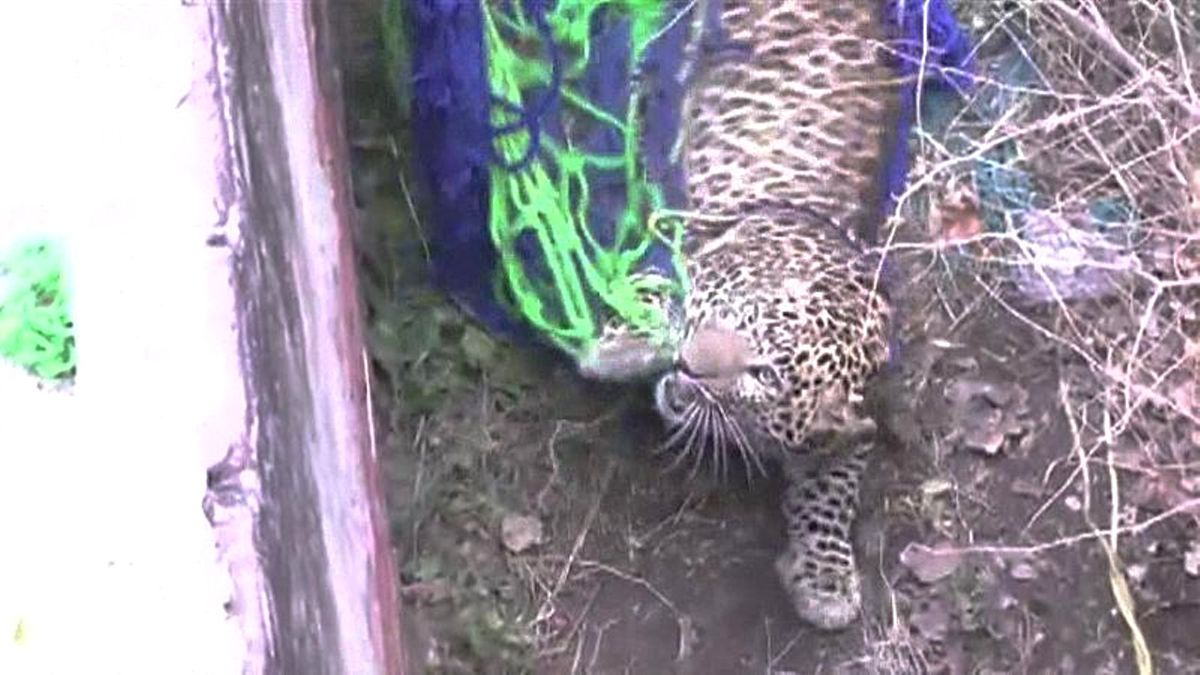 Hindistan\'da Şehre İnen Leopar Dehşet Saçtı: 4 Kişi Yaralandı