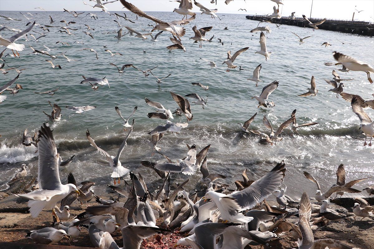 Tekirdağ\'da Martıların "Balık Kapma" Mücadelesi