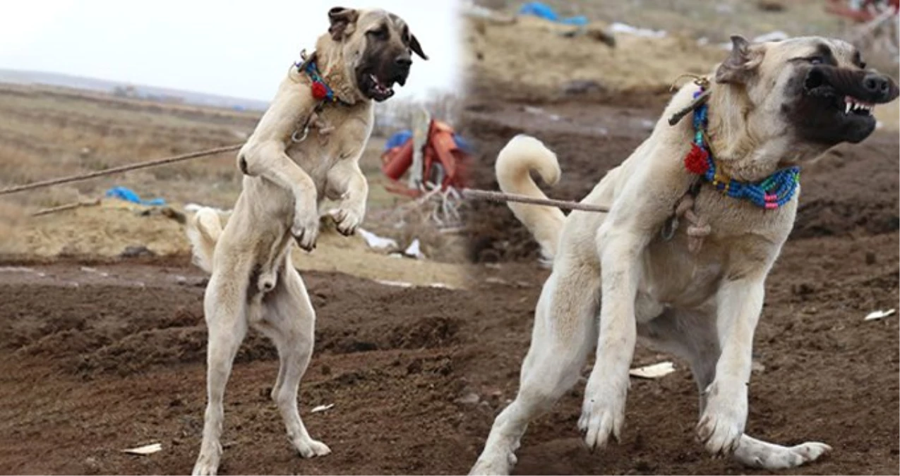 \'Aksaray Malaklısı\' Olarak Bilinen Çoban Köpeklerine Dünyanın Birçok Ülkesinden Talep Yağıyor
