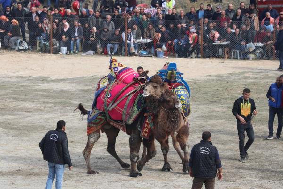 Deve Güreşlerinde Ortalık Karıştı