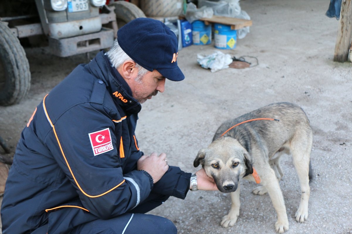 Kayıp Alzaymır Hastasını Bulmak İçin Köpeğine Gps Takıldı