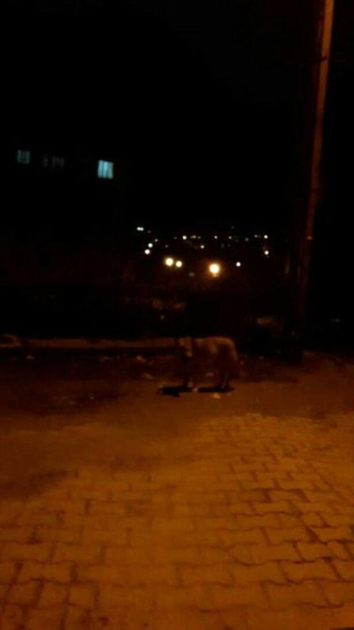 Aç Kurt Yiyecek İçin Mahalleye İndi