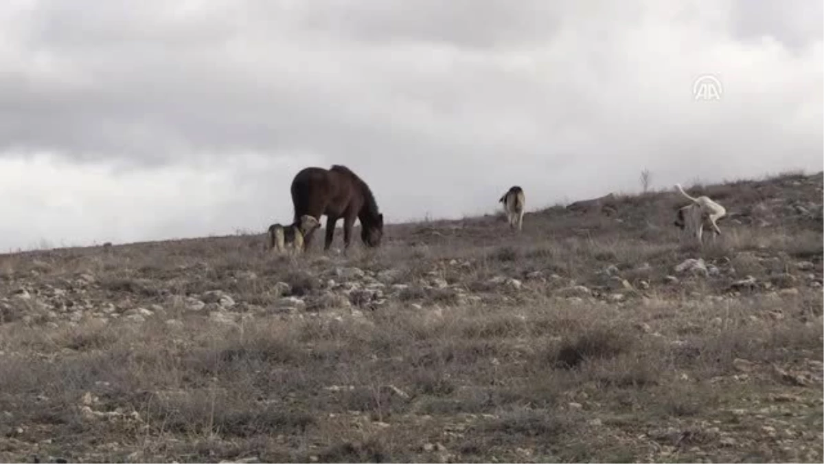 At ve Köpeklerin Şaşırtıcı Dostluğu