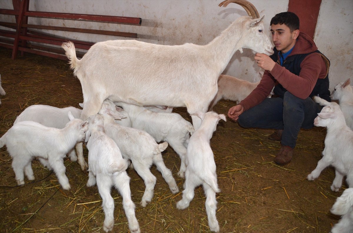Saanen Irkı" Keçiler, Doğurganlıklarıyla Mutlu Ediyor