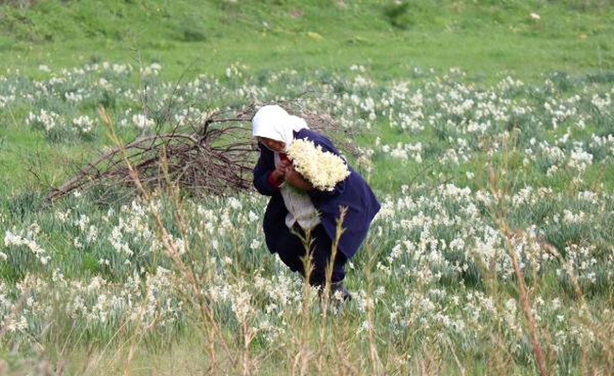 Yaban Nergisleri Geçim Kapısı Oldu