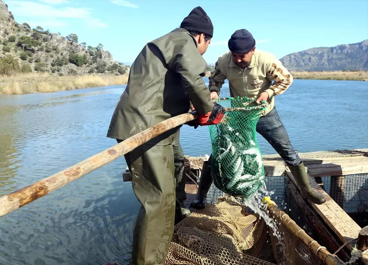 Dalyan Kefalinin Yarısı Suriye ve Mısır\'a İhraç Ediliyor