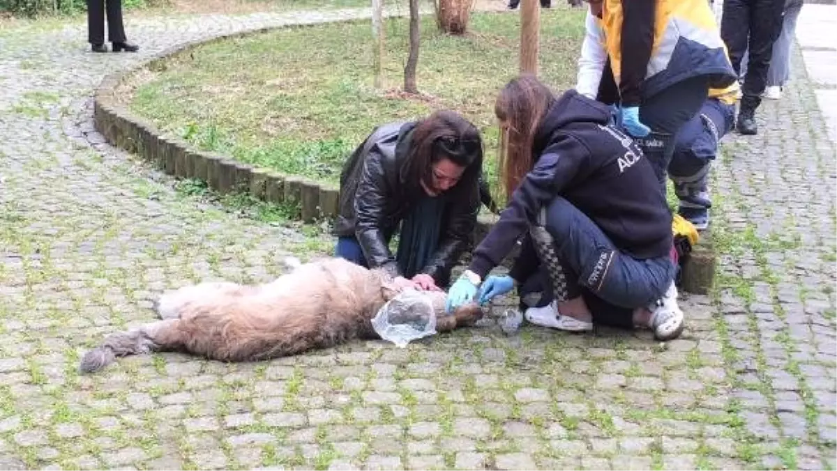 Dumandan Etkilenen Köpek Ambulansla Hayata Döndü