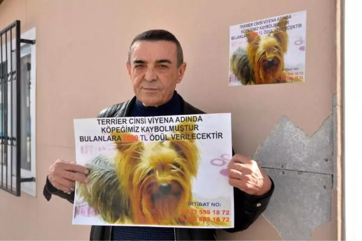 İş Adamı, Kayıp Köpeğini Bulana 2 Bin Lira Ödül Verecek