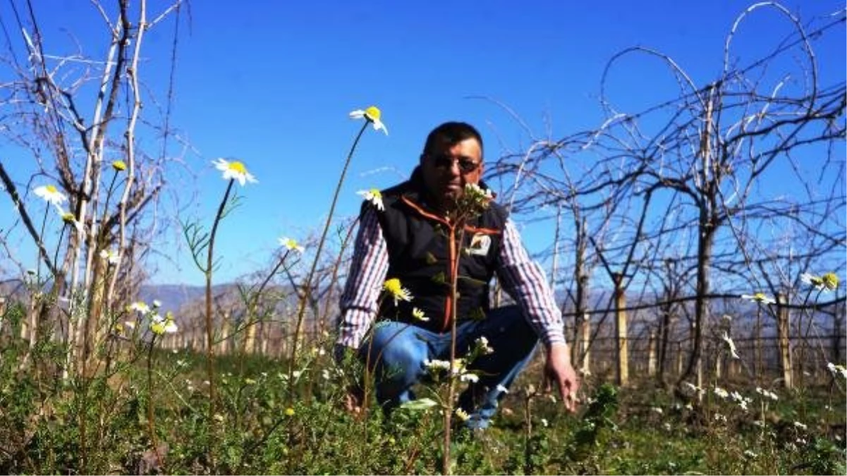 Sarıgöl\'de Yalancı Bahara Aldanan Papatyalar Çiçek Açtı