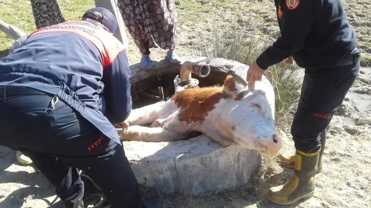 Sarnıca Düşen İneği İtfaiye Kurtardı