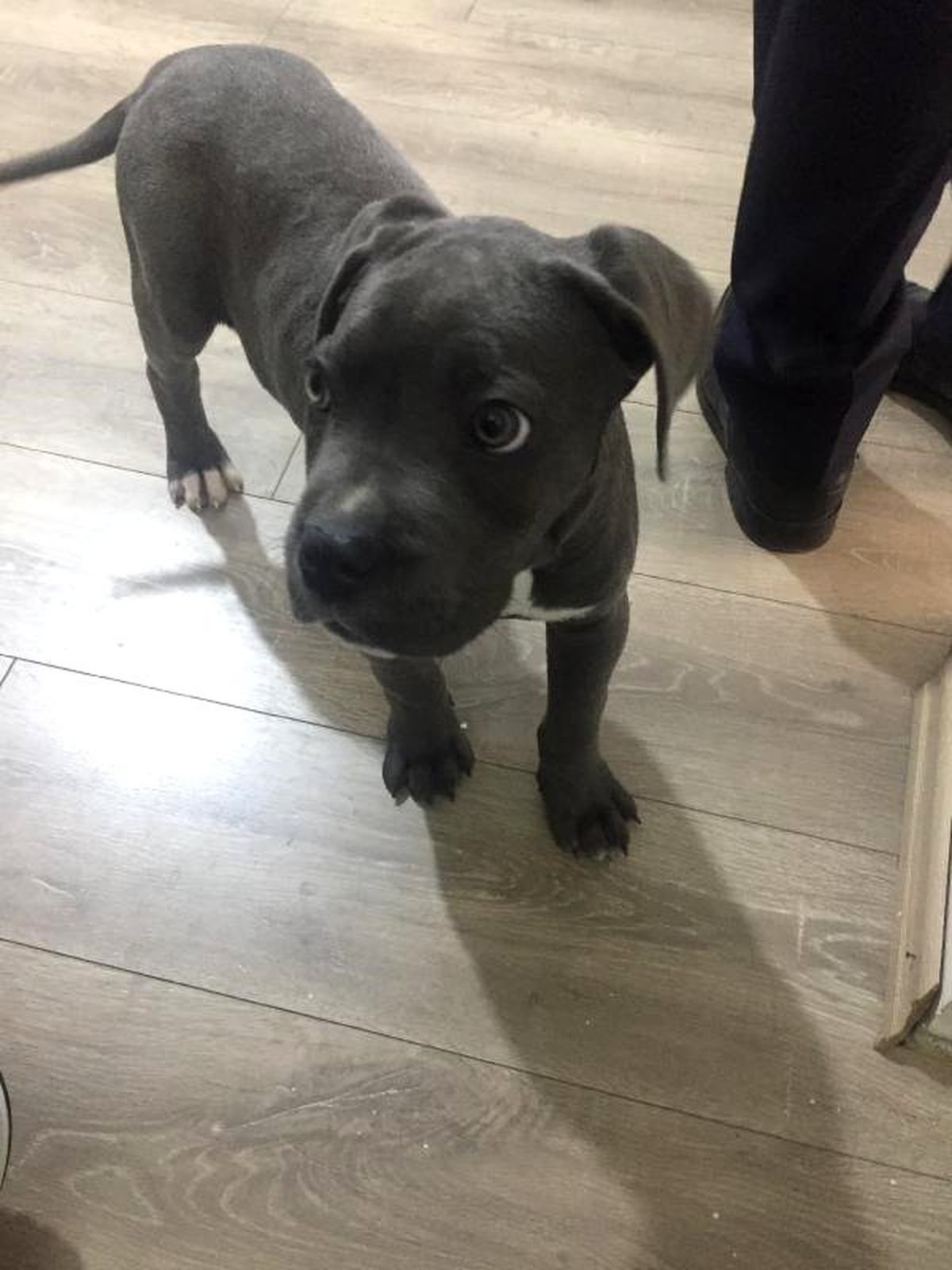 Yavru Köpek \'Duman\' Haczedildi; Avukatı İtiraz Etti...