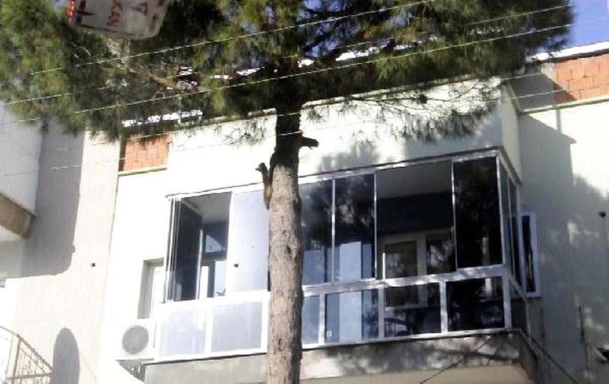 Ağaçta Mahsur Kalan Kediyi İtfaiye Kurtardı