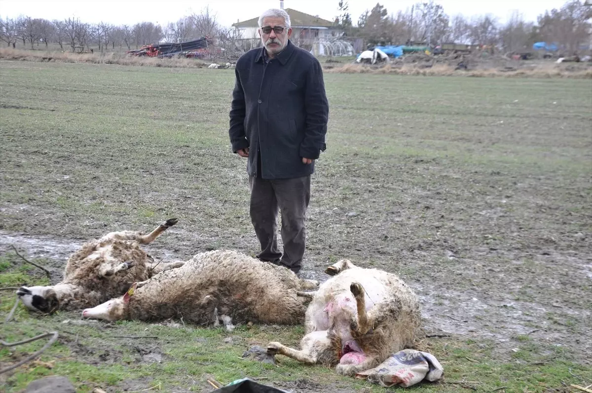 Başıboş Köpekler Koyun Ağılına Saldırdı