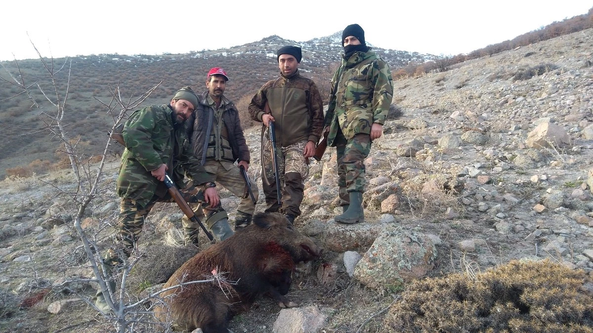 Karaman\'daki Sürek Avda 82 Yaban Domuzu Vuruldu
