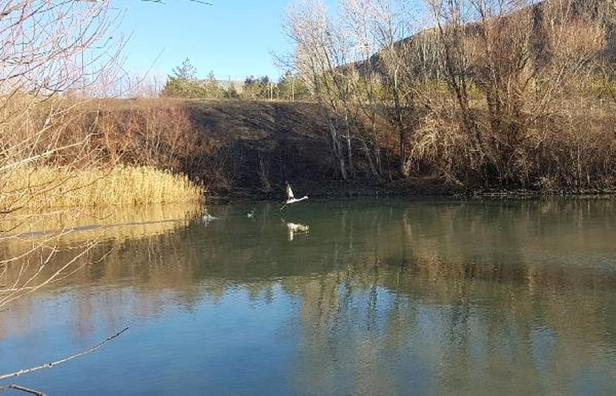Suşehri\'nde \'Yalnız Flamingo\'