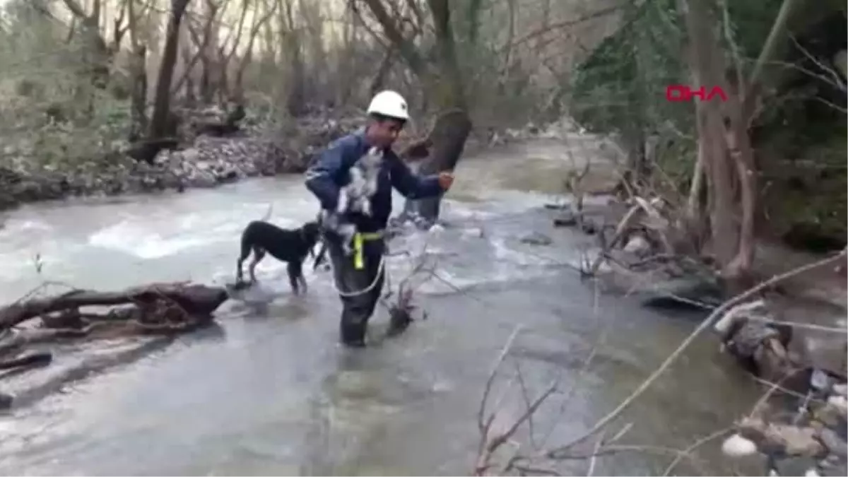 Muğla Mahsur Kalan İki Köpeği İtfaiye Kurtardı