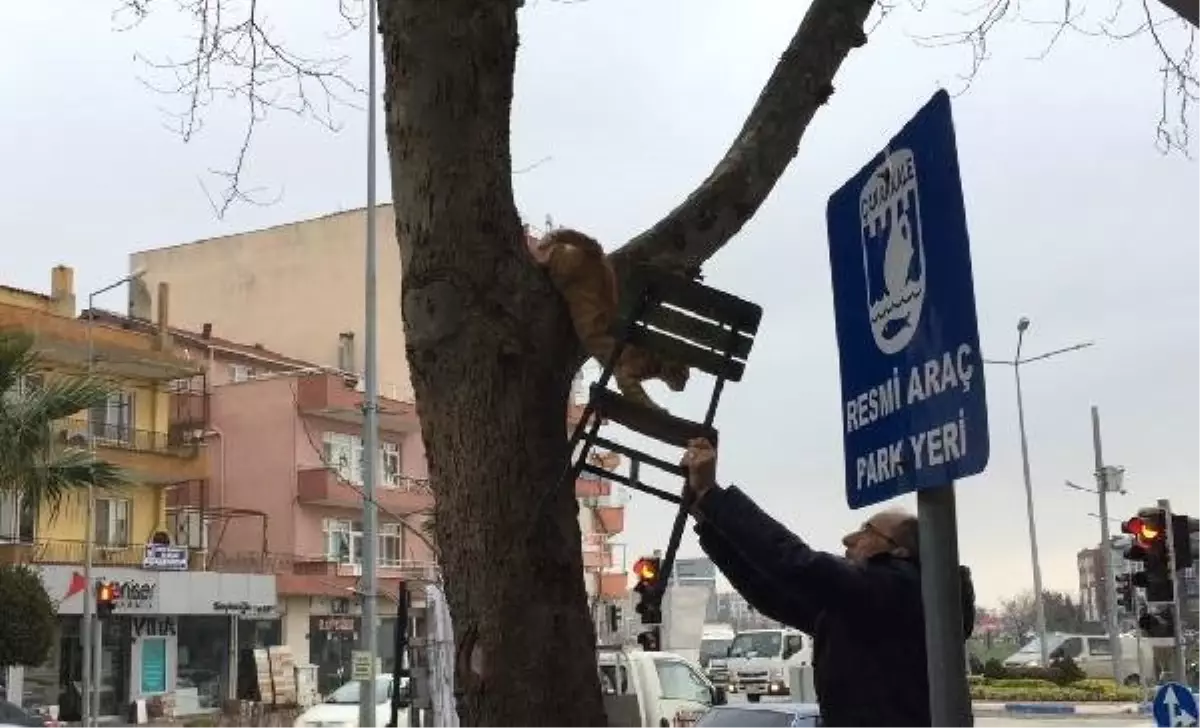 Ağaçta Mahsur Kalan Kedi, Sandalye Uzatılarak Kurtarıldı