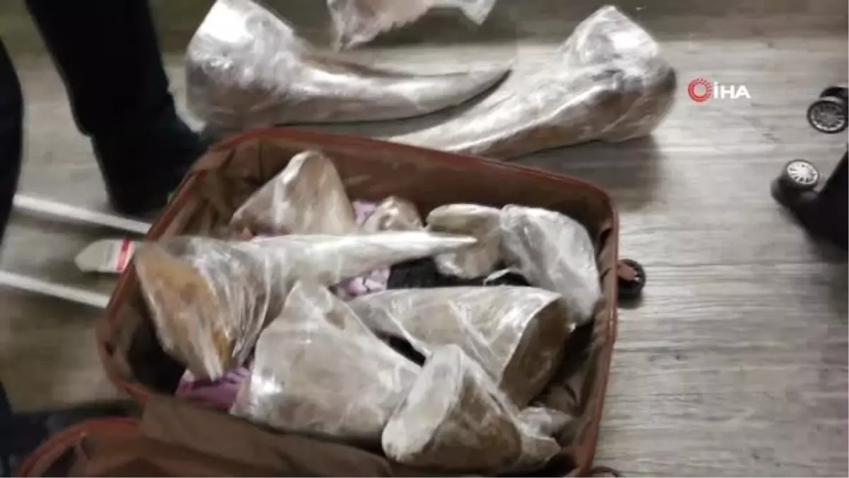 Atatürk Havalimanı\'nda Gergedan Boynuzu Operasyonu: 14,5 Milyon TL Değerinde 21 Adet Gergedan...