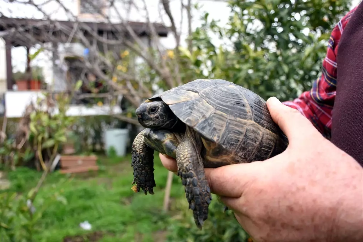 Çöpte Buldukları Kaplumbağa Ailenin Parçası Oldu