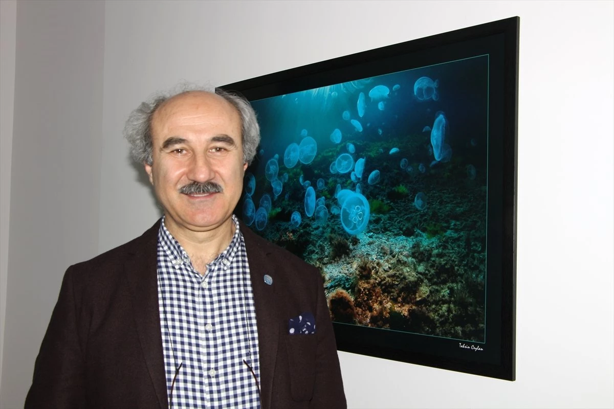 Marmara Denizi Çevresinde Denizanası Ölümleri