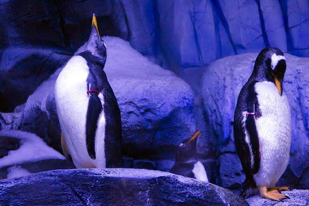 Penguenlerle Birlikte Bir 14 Şubat
