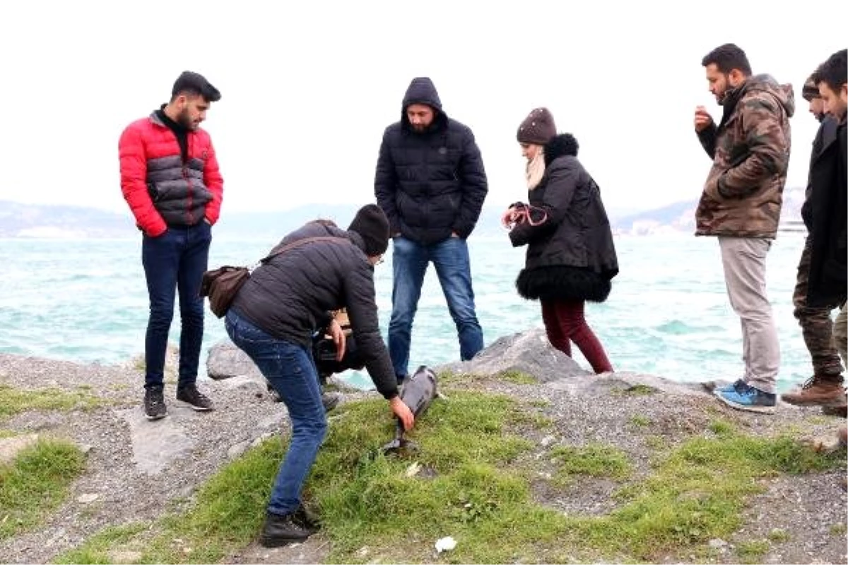 Çabaladılar Ancak Yavru Yunus Kurtarılamadı