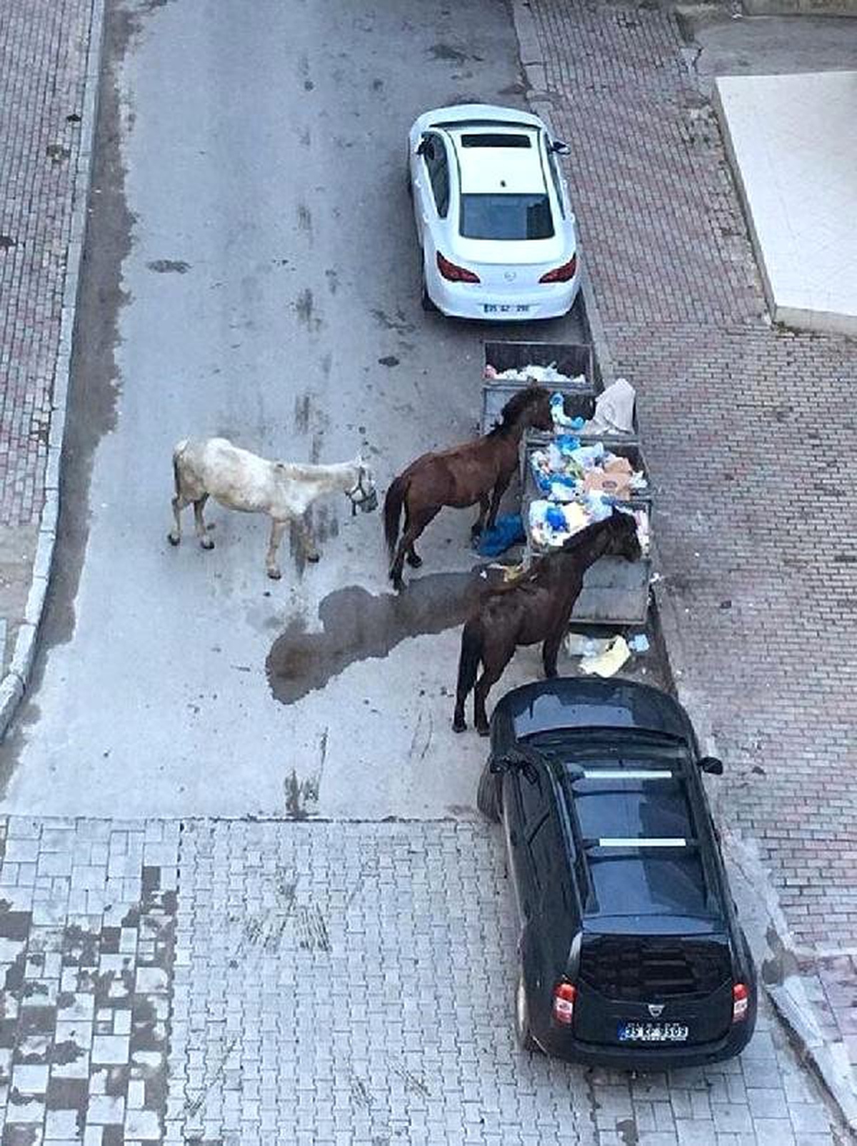 Çöp Kenteynerlerinin Yanındaki Atlar İçin Yardım Çağrısı