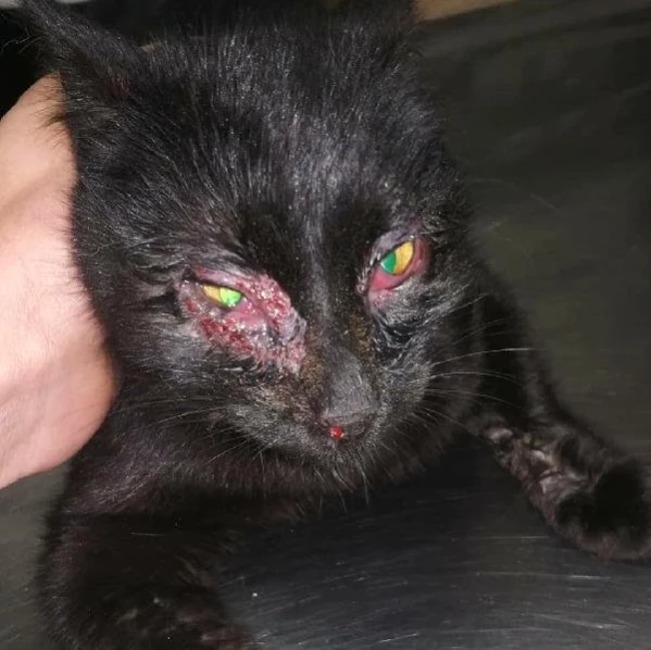 Kayseri’de, Göz Kapakları Yanmış Kedi Bulundu Son Dakika