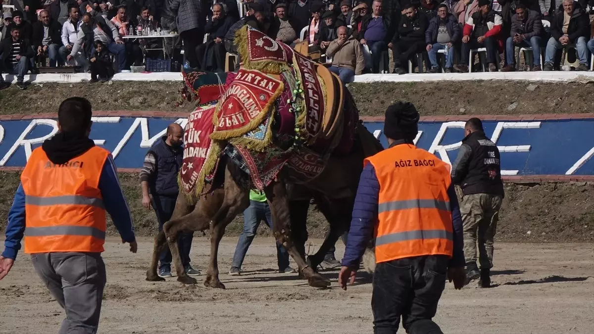 Kazdağları Eteklerinde Deve Güreşi