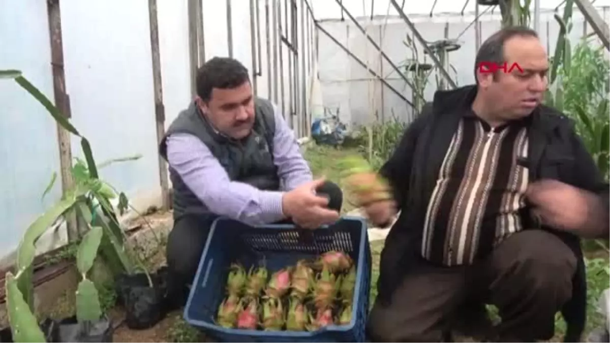 Mersin Ejder Meyvesinde Yüksek Gelir Beklentisi