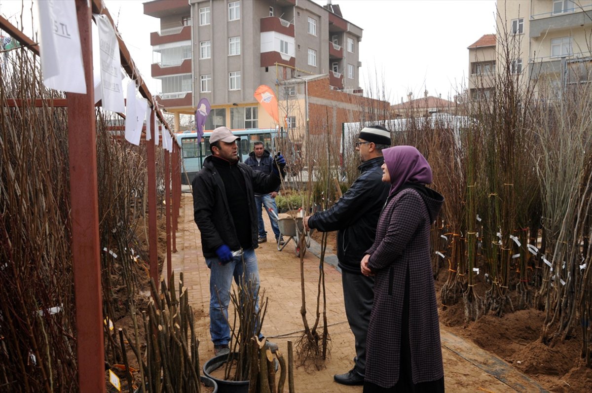 Meyve Fidanlarına Yoğun İlgi