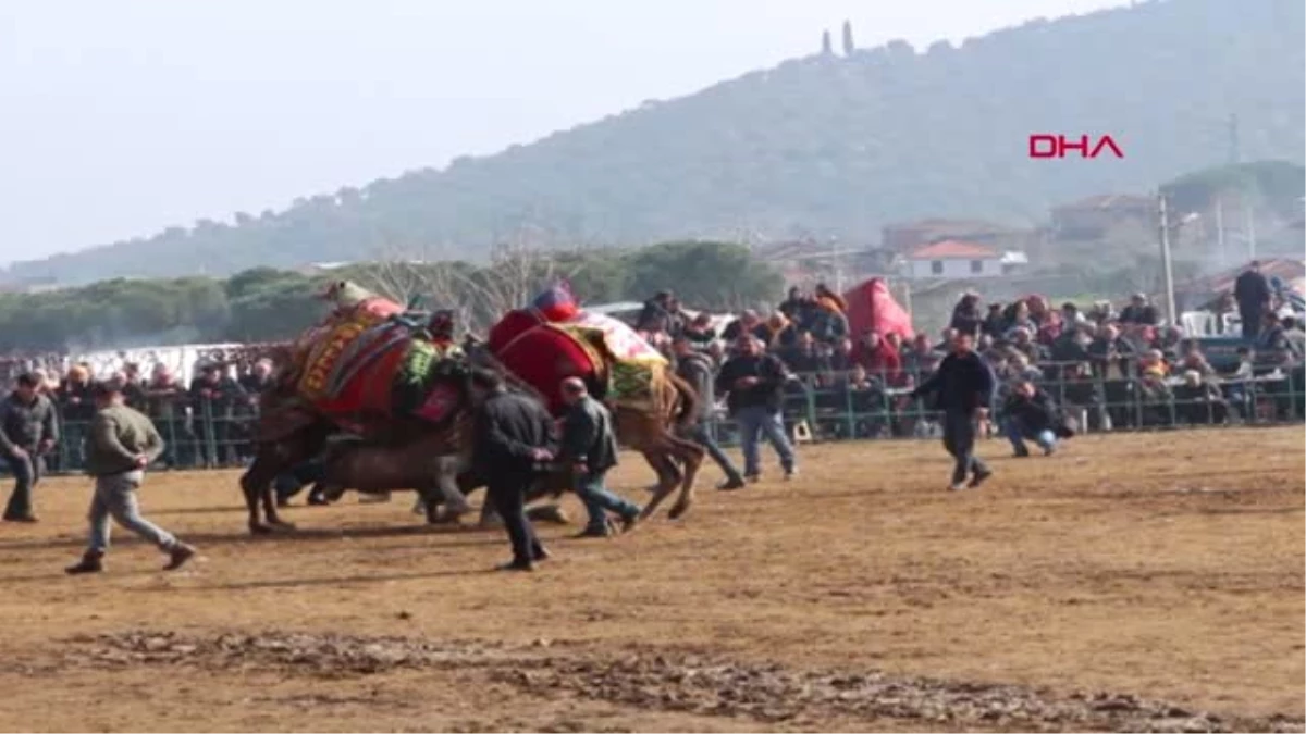 Ordu Develer Ödemiş\'te Güreşti