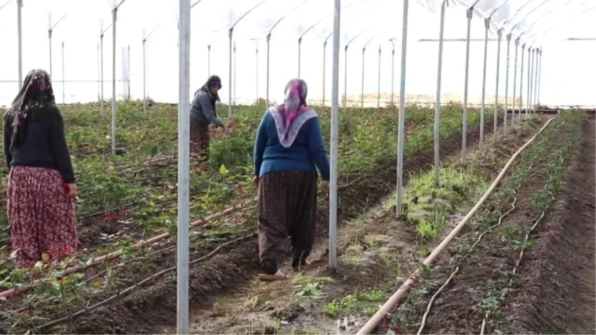 Sevgililer Günü Çiçekleri Köylü Kadınlardan