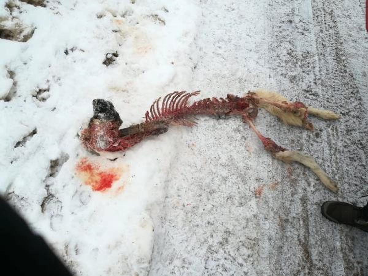 Kurtlar Saldırdıkları Köpeği Parçalayarak Yedi