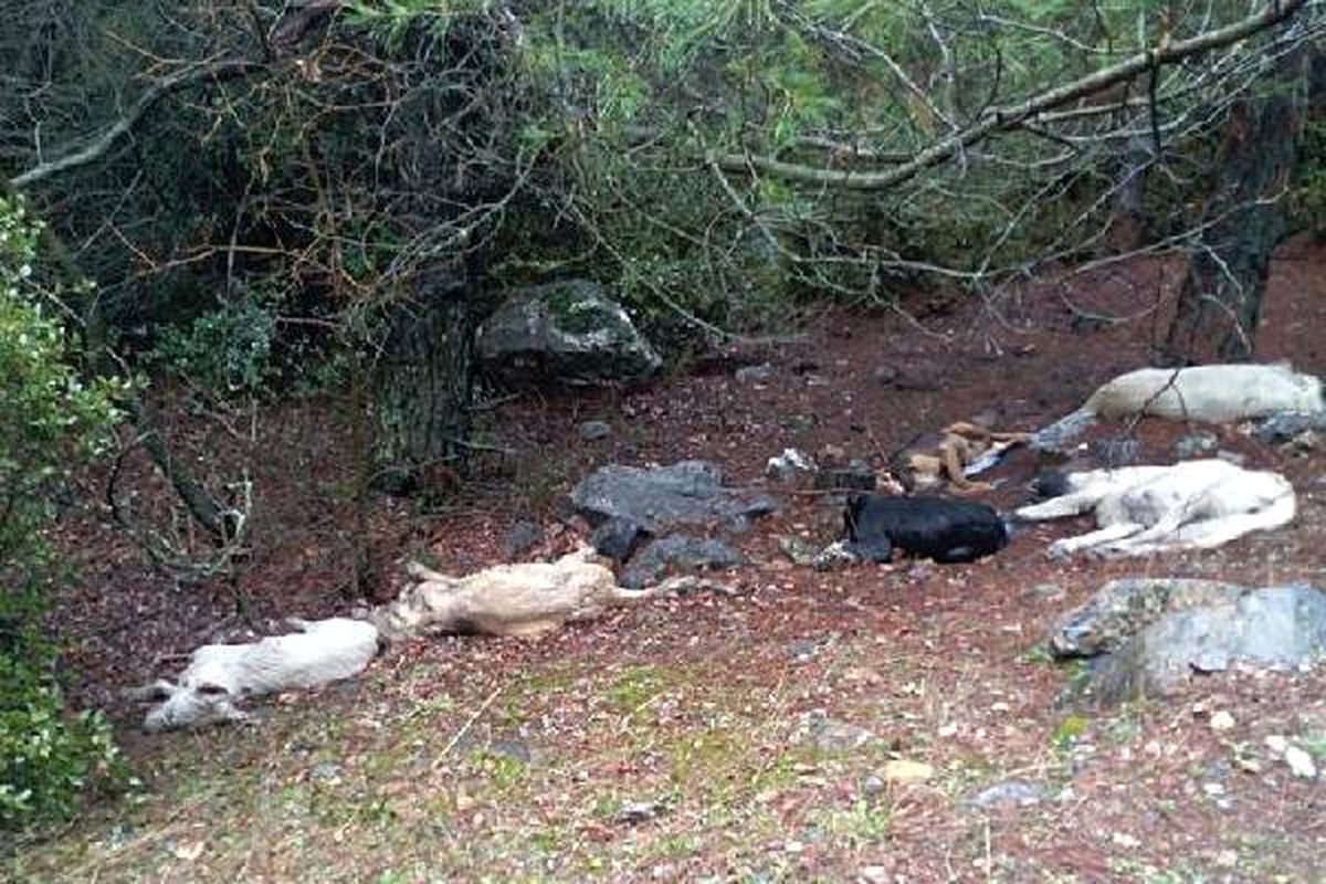 Nurdağı\'nda Zehirlenen 6 Köpek Telef Oldu