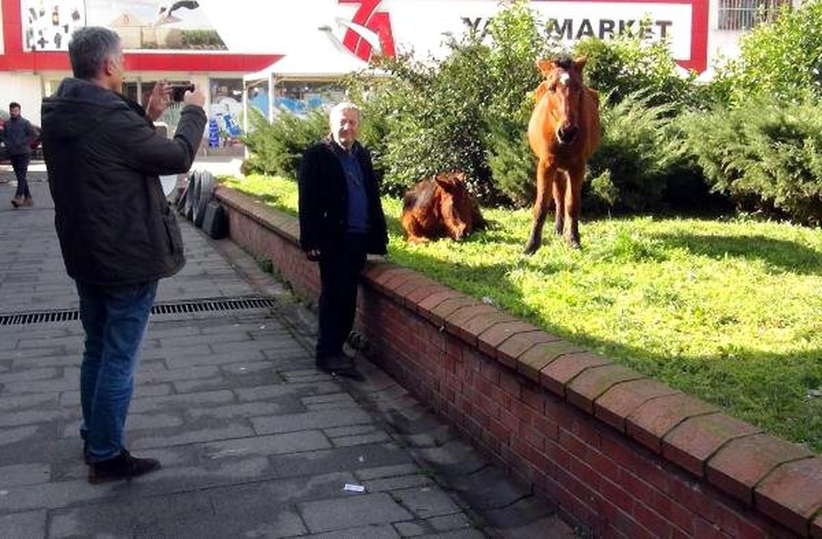 Parkın Misafirleri Biri Yavru 3 At Oldu